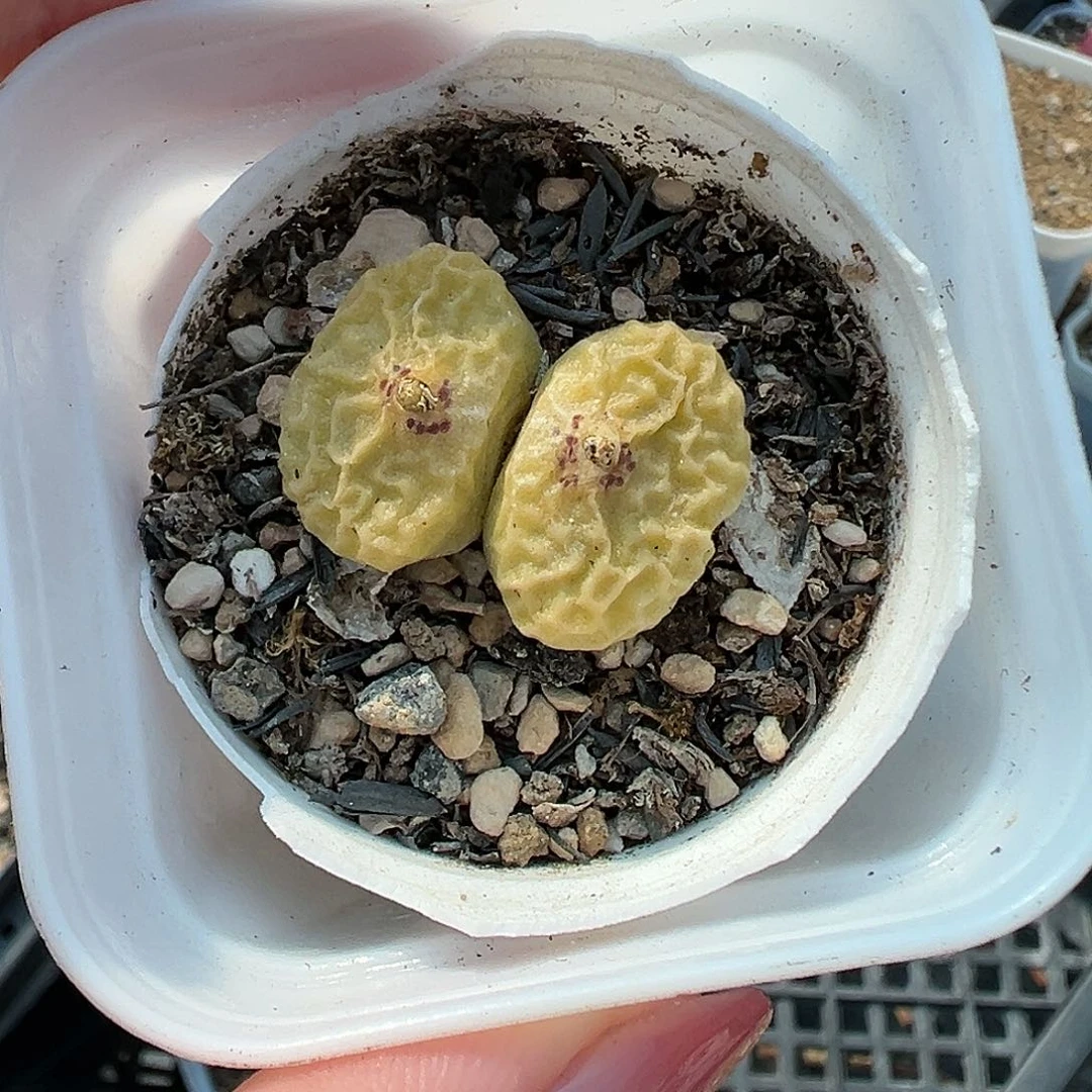 超烧带盆土发货111111