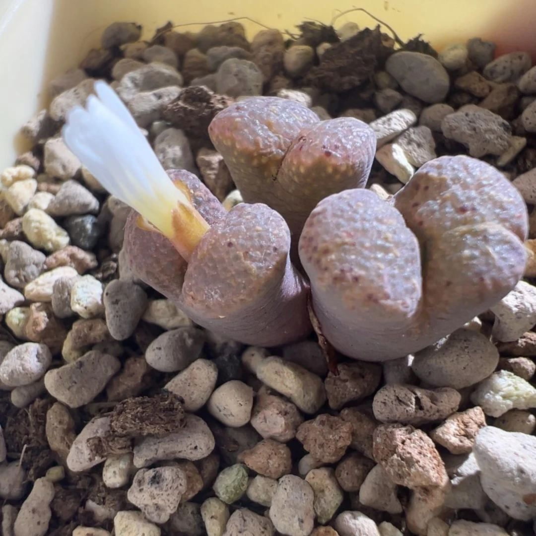 315/11km泡泡勋章。