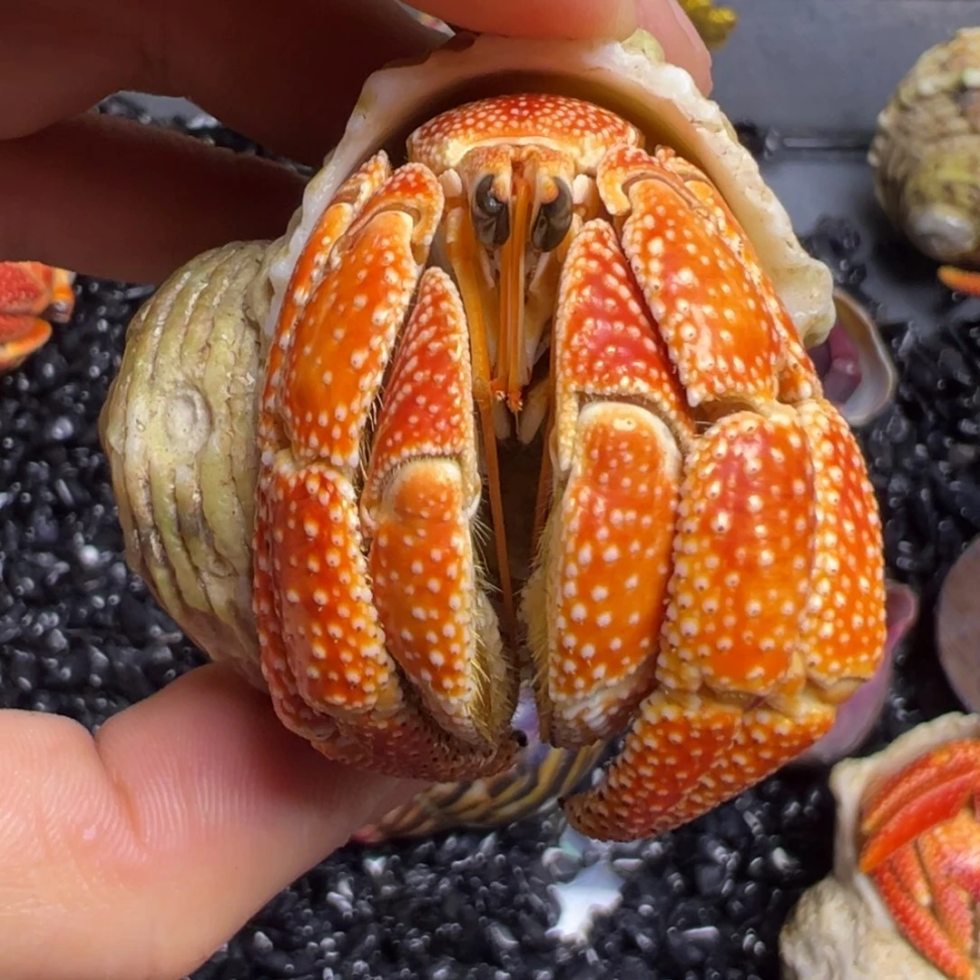 爬宠陆生寄居蟹3口