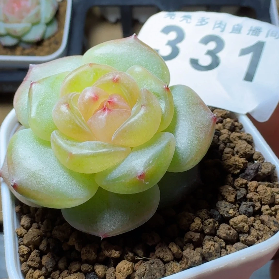 白体珍妮      愿你一路坦途，乘风破浪展宏图