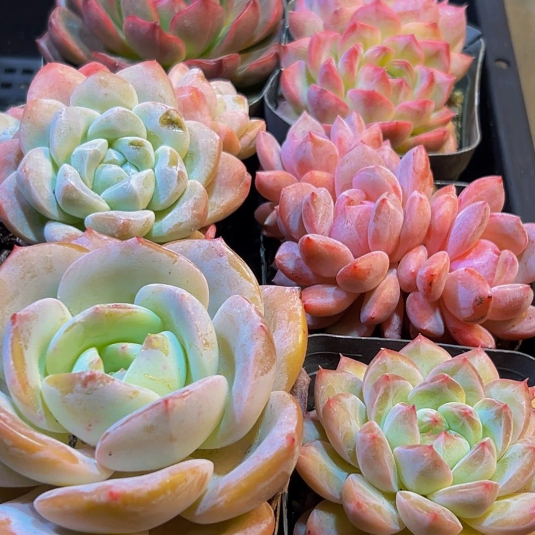 063多肉葡萄的味道是真的很好吃