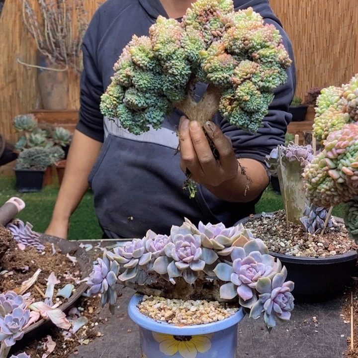 E***、74号白胖子多肉植物