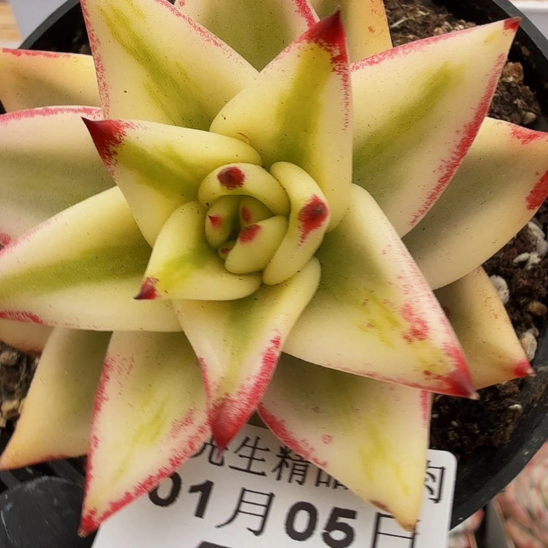 0105-51墨西哥玛丽亚锦