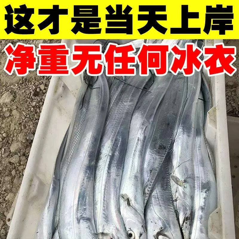 舟山纯野生小眼睛油带鱼海鲜4斤