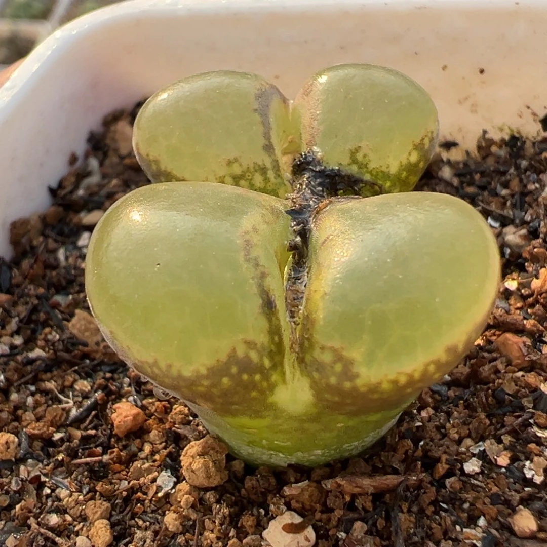 极窗风铃多肉带盆百科