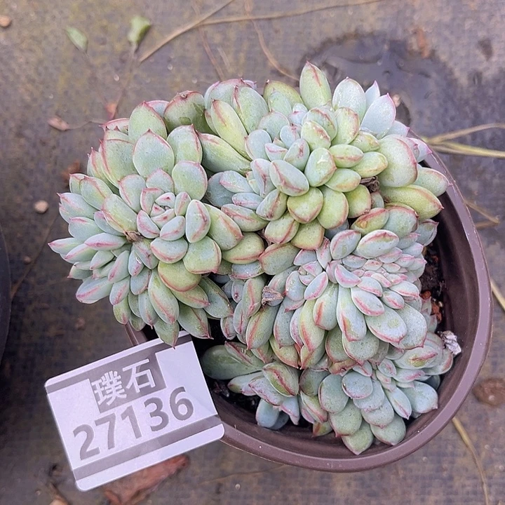 荷花缀27136多肉植物