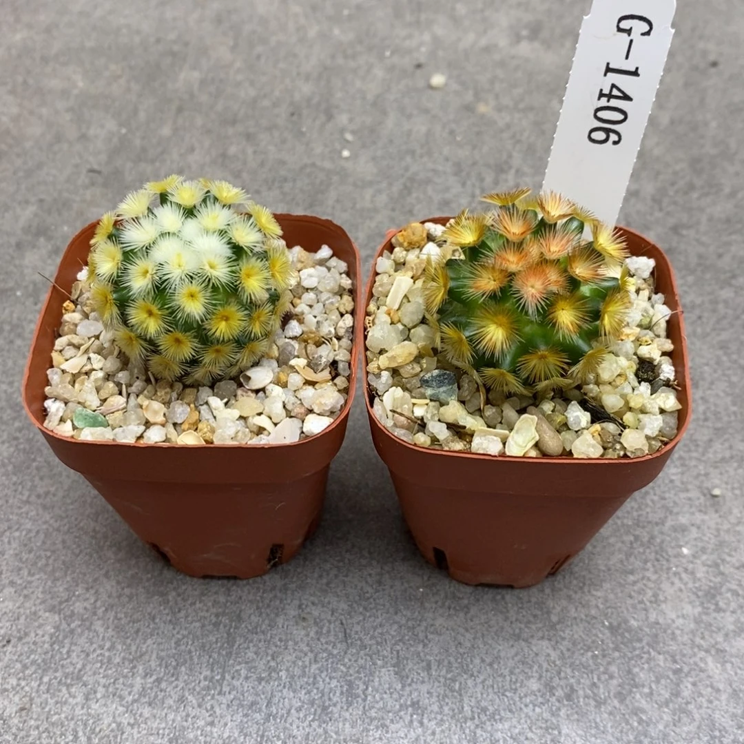 金***英G1406花有转盘仙人球花开