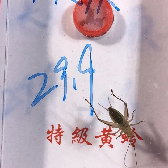 朱***强蟋蟀是是是是是是是是是