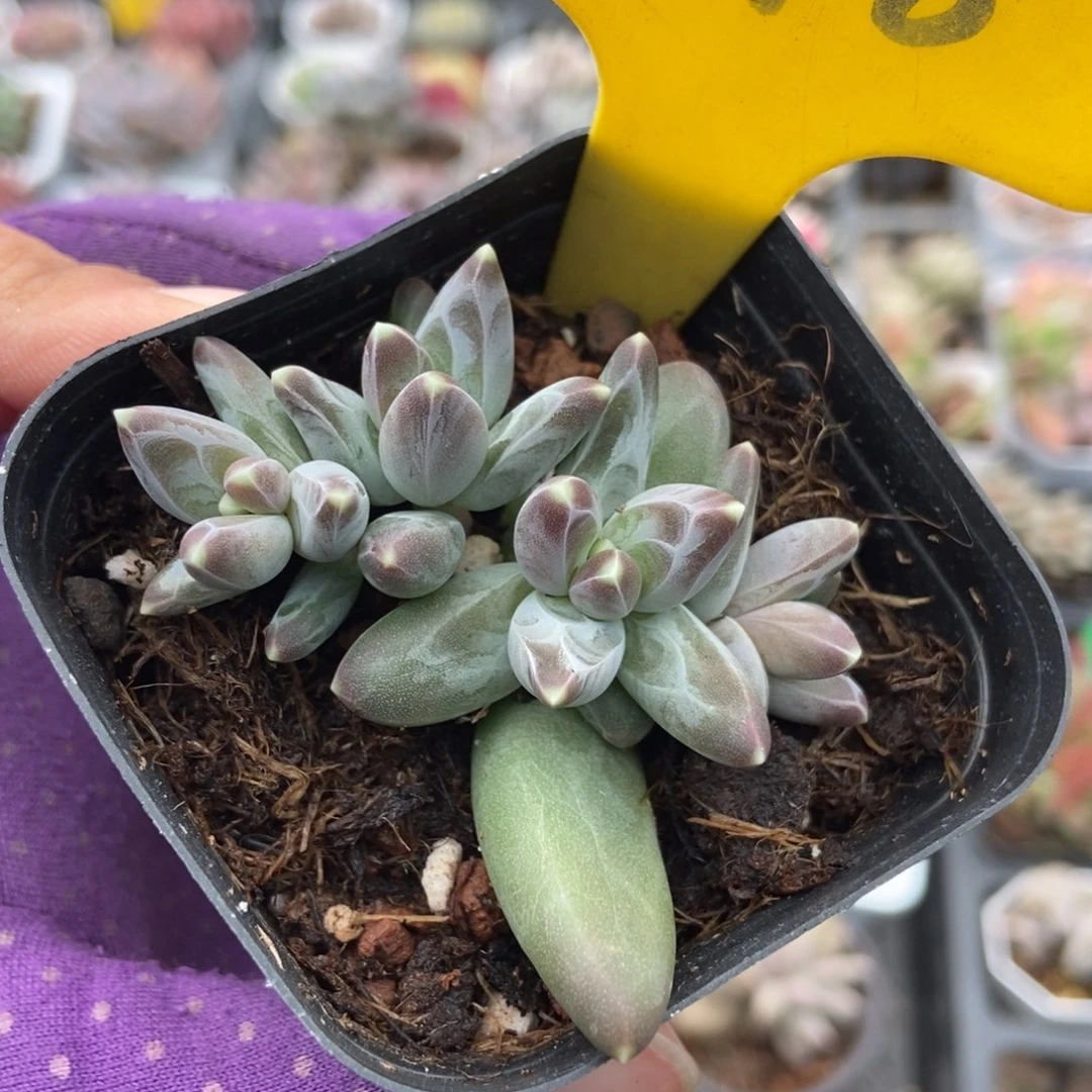 898三色美人多肉植物