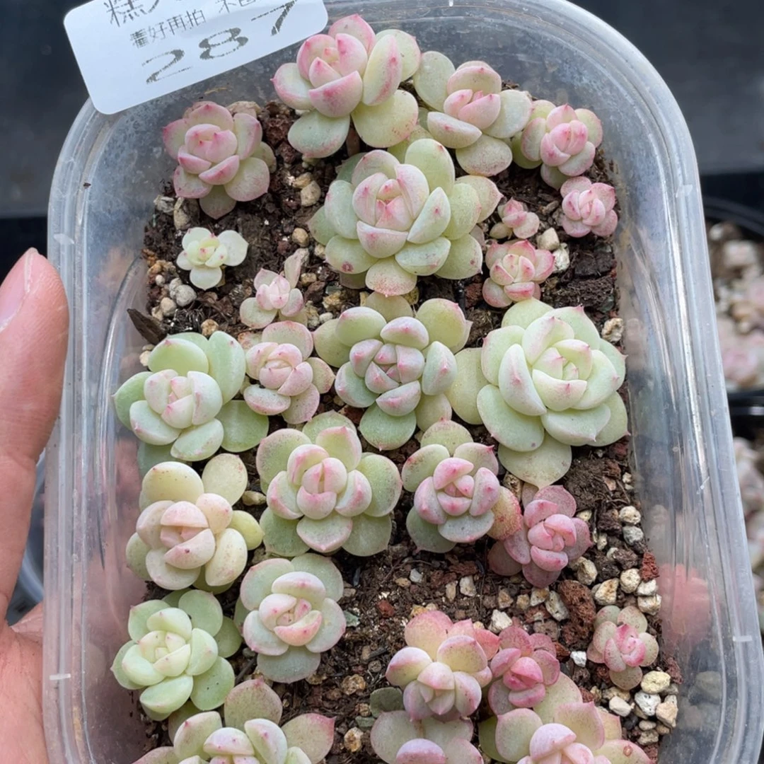 云糖心多肉植物287