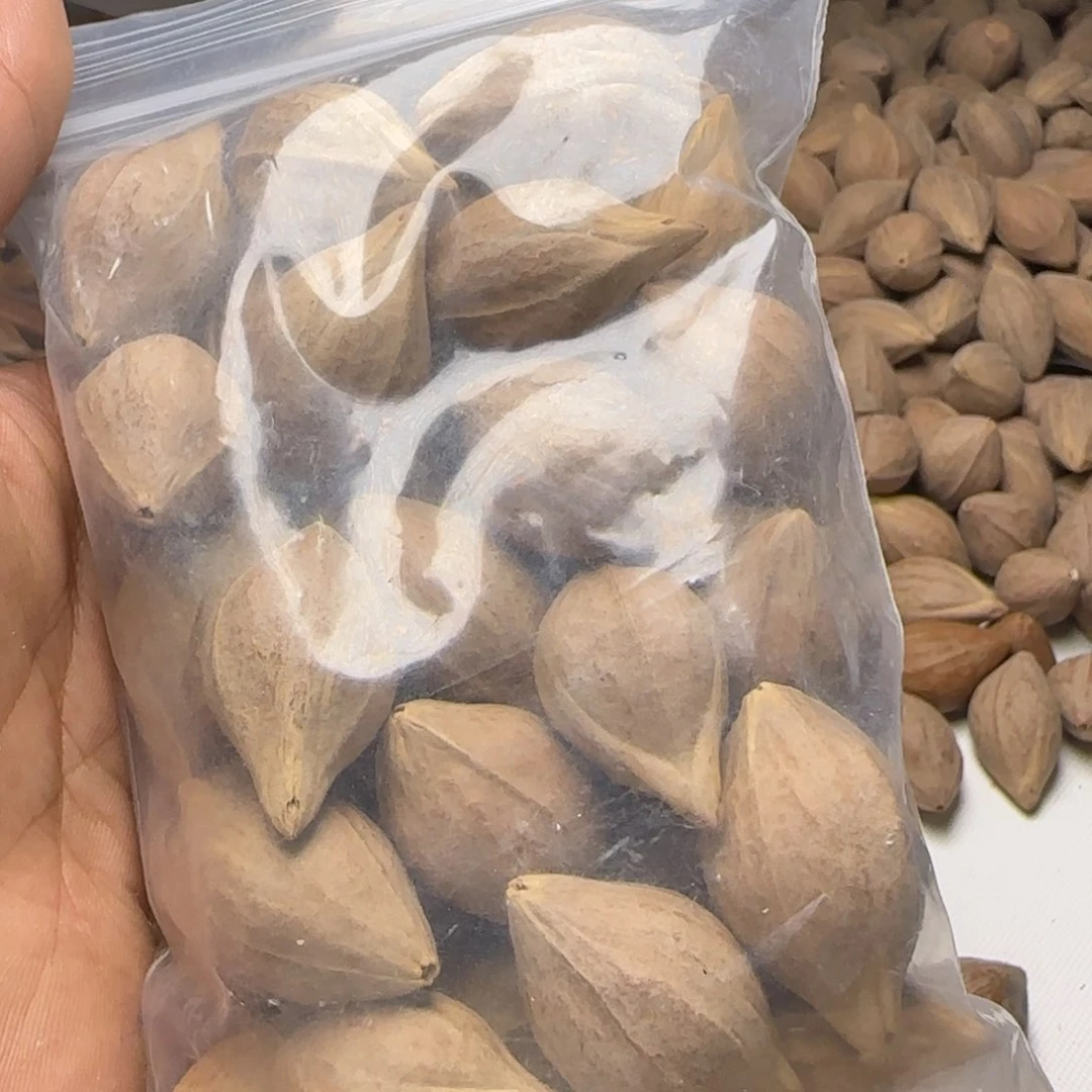 【闪购商品】橄榄核手串/手链T****111111111111