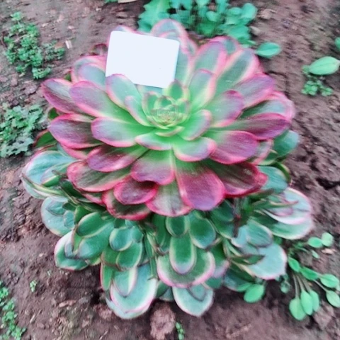 3.3-26半夏多肉植物