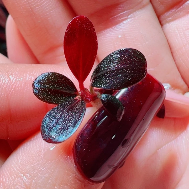 福利18号福利价植物一头