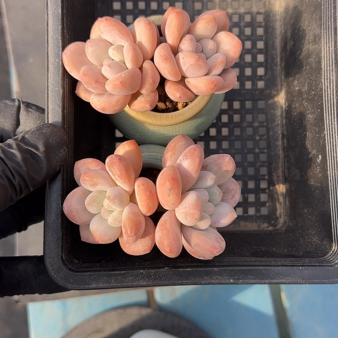 2633，俩个双头香水带盆发的