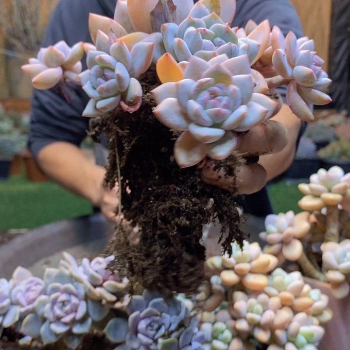 郭****406号星影多肉植物