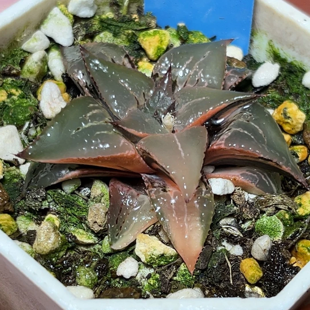 X****狗恭喜发财大吉大利731