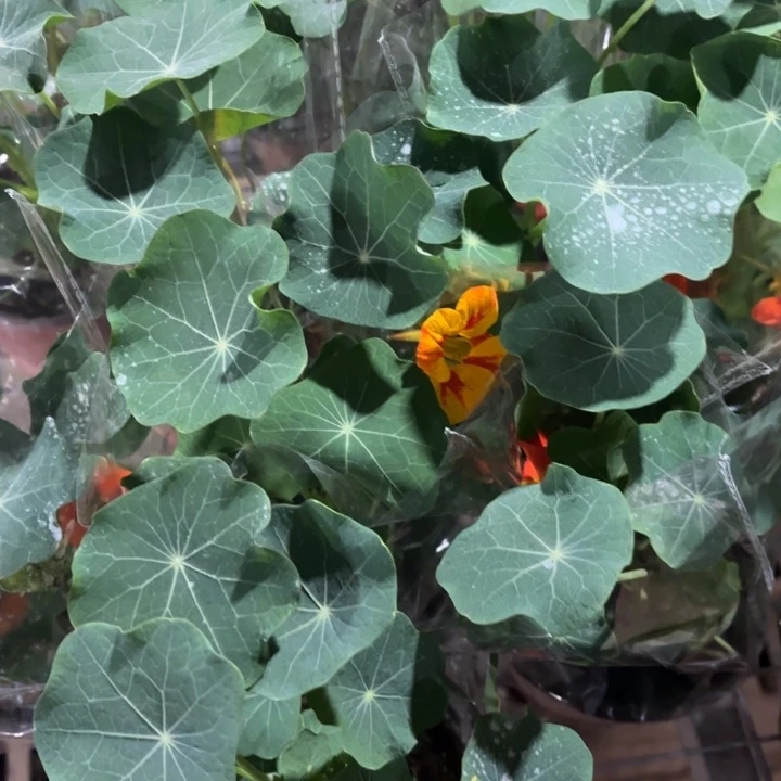 全部花苞旱金莲1盆