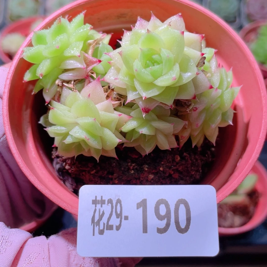 花利美29-190麦秆