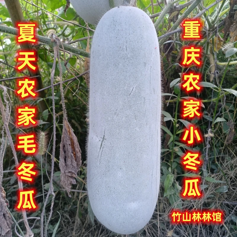 大冬瓜新鲜重庆四川本地白皮瓜毛冬瓜米冬瓜夏天毛青皮抱睡冬瓜