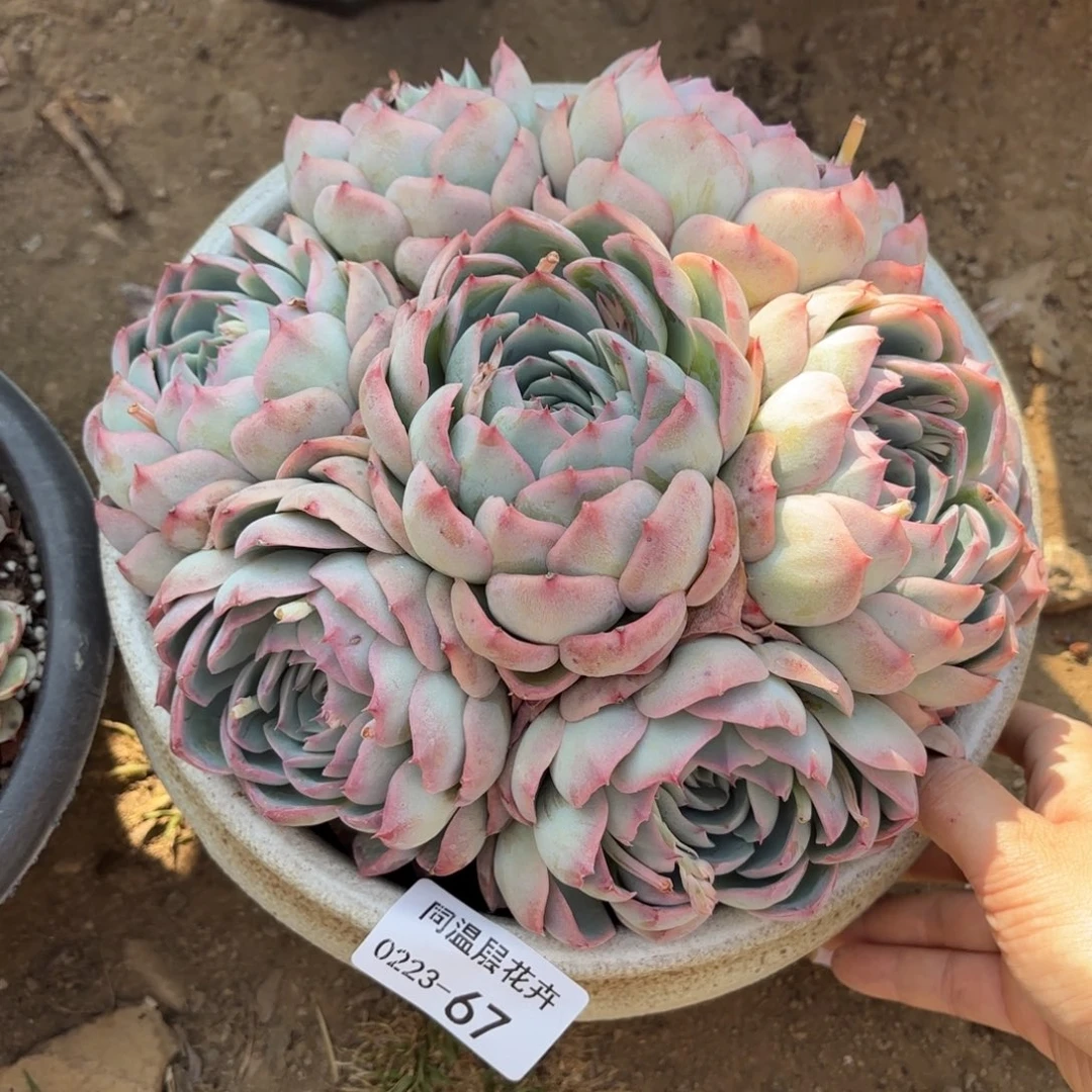 同温层多肉侧影67