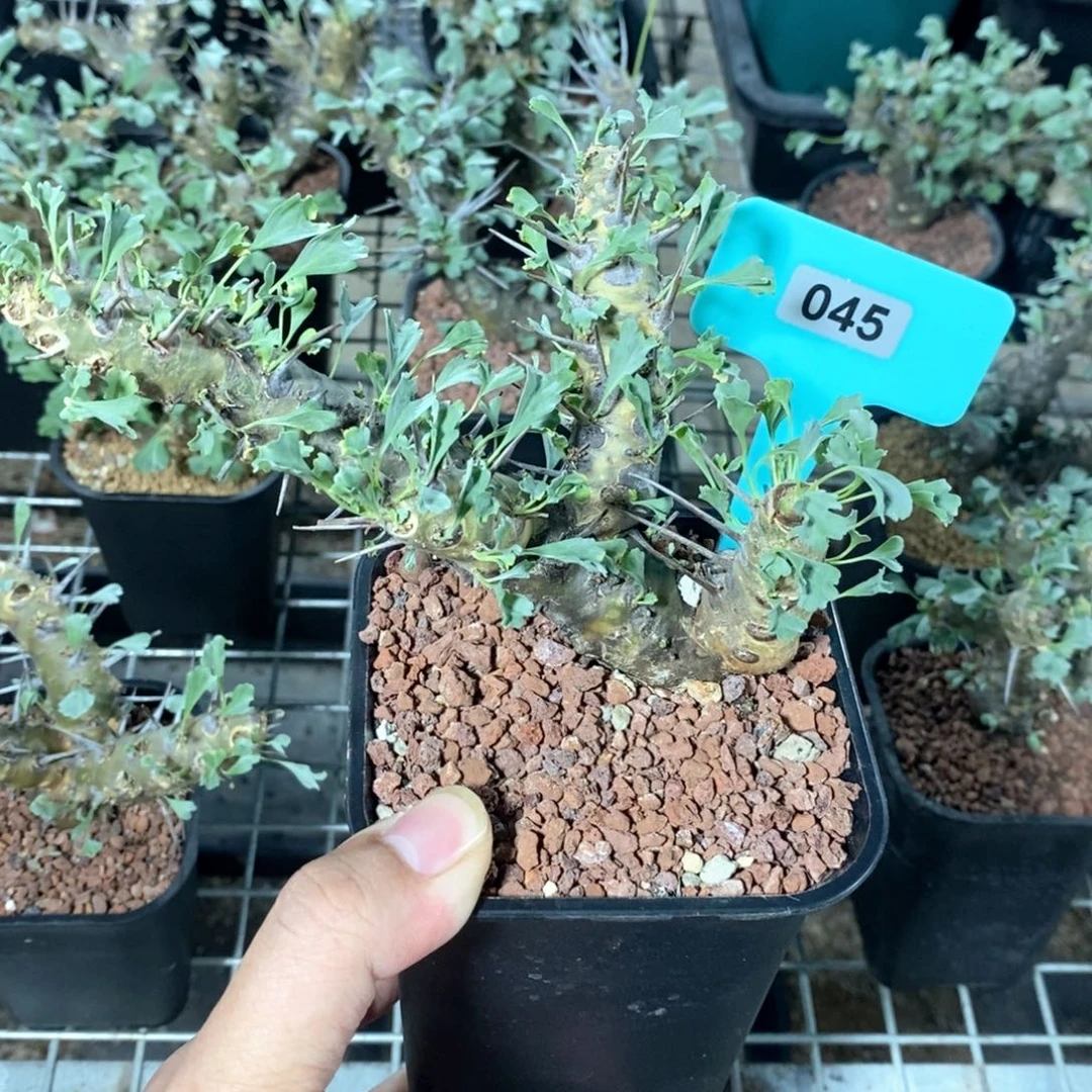 产地格斯龙骨奎一个