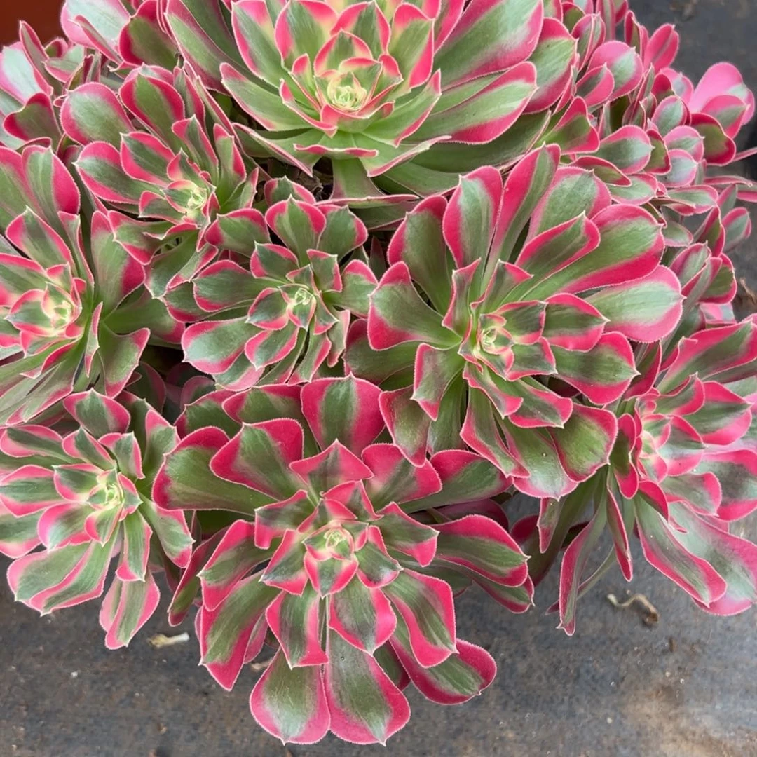 胭*115七白石多肉多肉多肉