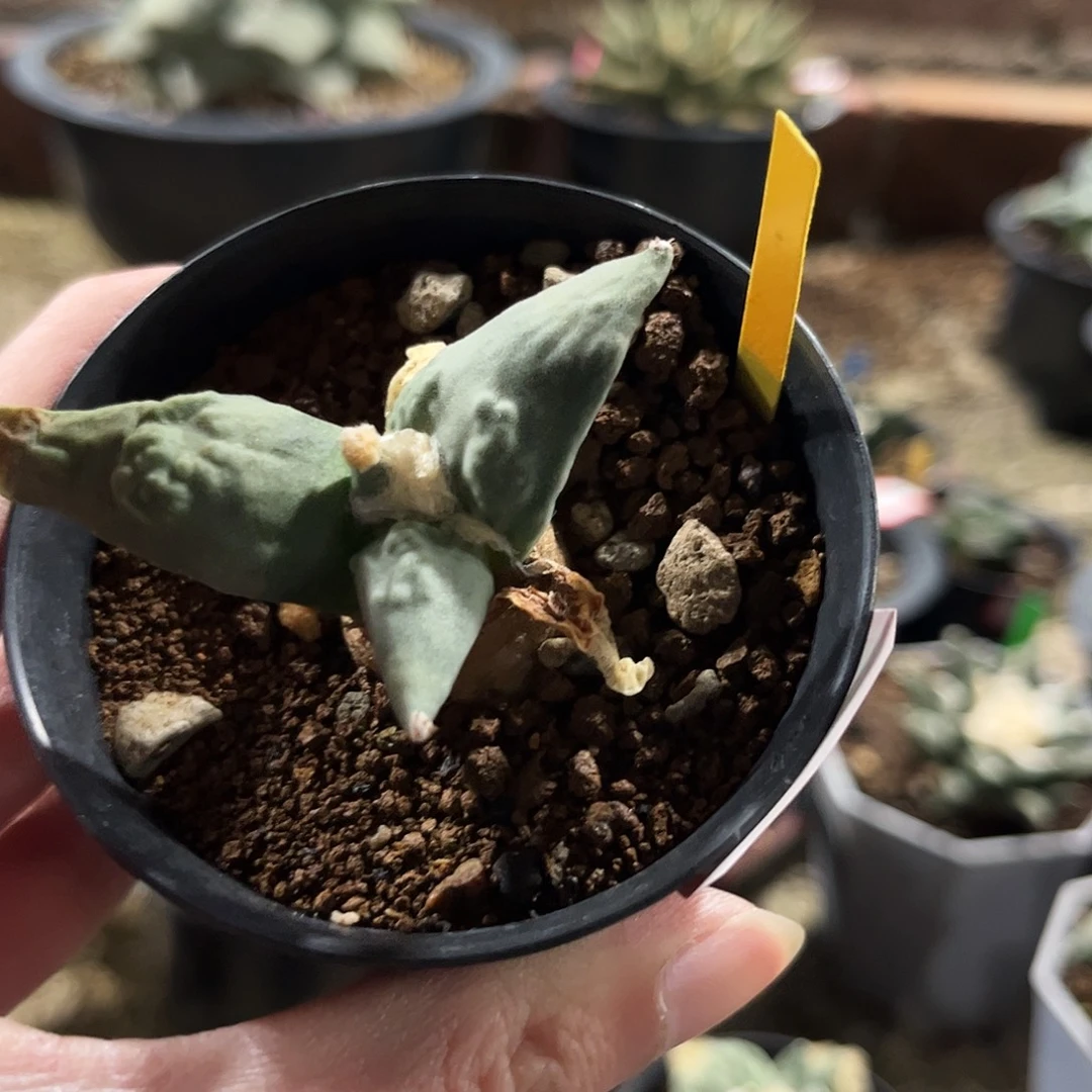 64号实生怒涛福利