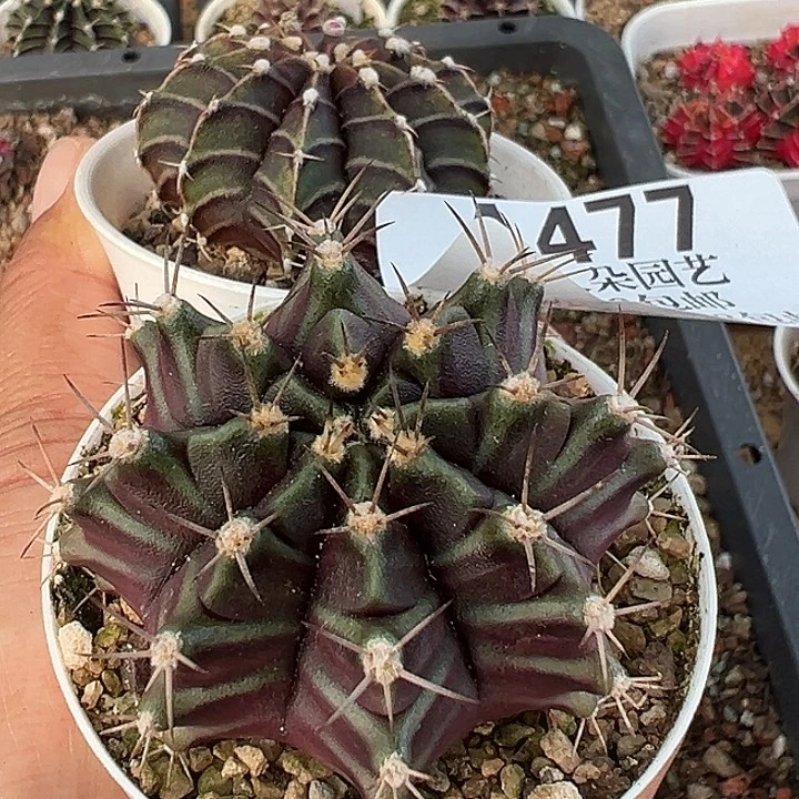 金****无花朵477号实生米哈2个