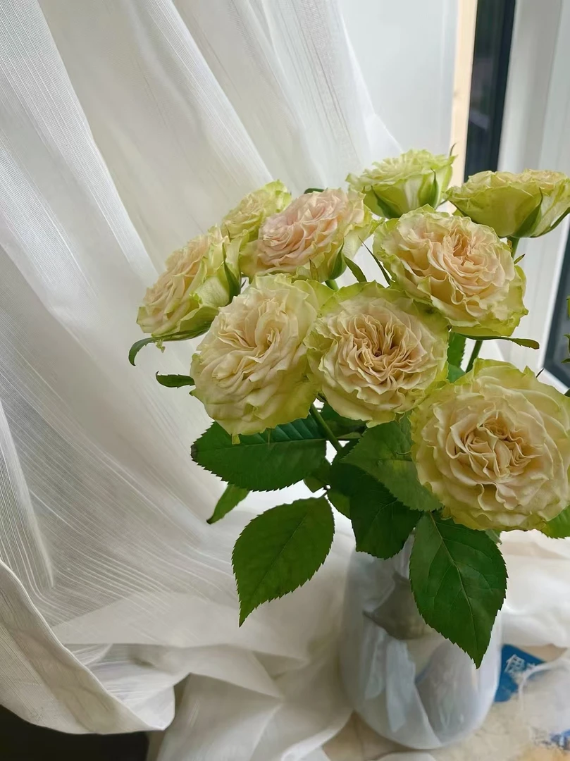 【花汀私享】上官婉儿-单头玫瑰（注意带包装醒花哦~）