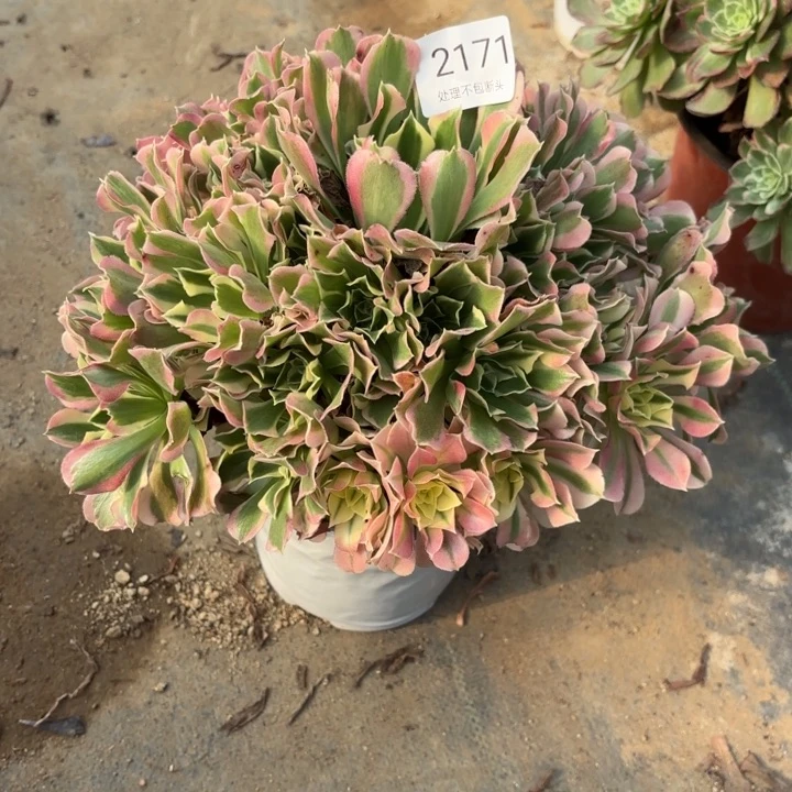 白凤多肉处理不包断头2171