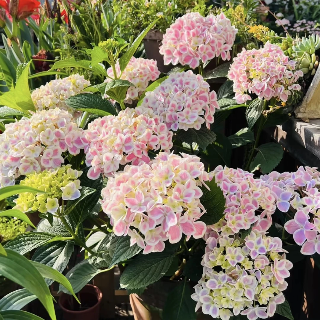 拇指薄荷T 绣球花盆栽庭院阳台新手易养护喜水植物