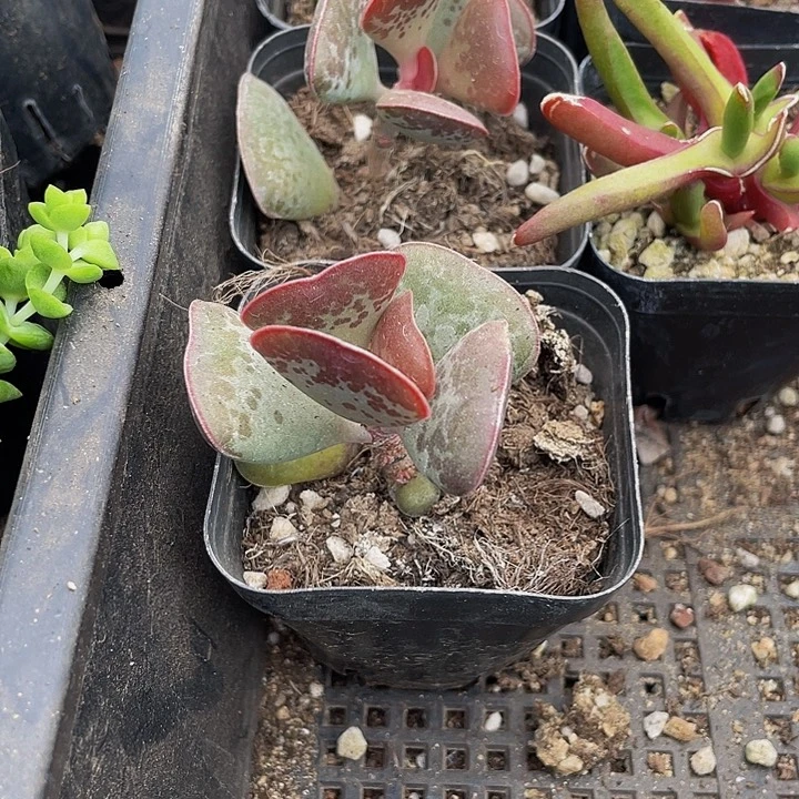 爱心水泡带盆土发