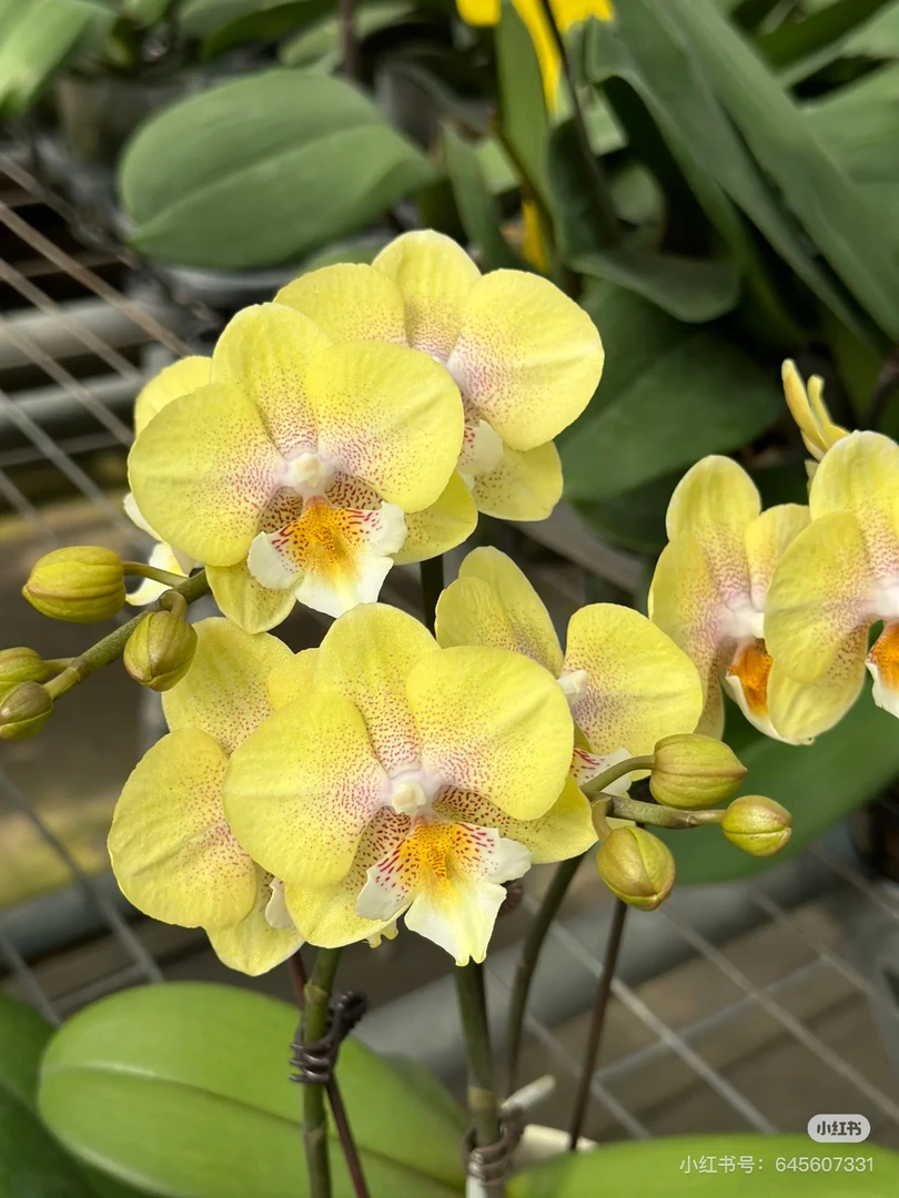 蝴蝶兰【爆米花】3.0寸杯带双花剑，没有开花