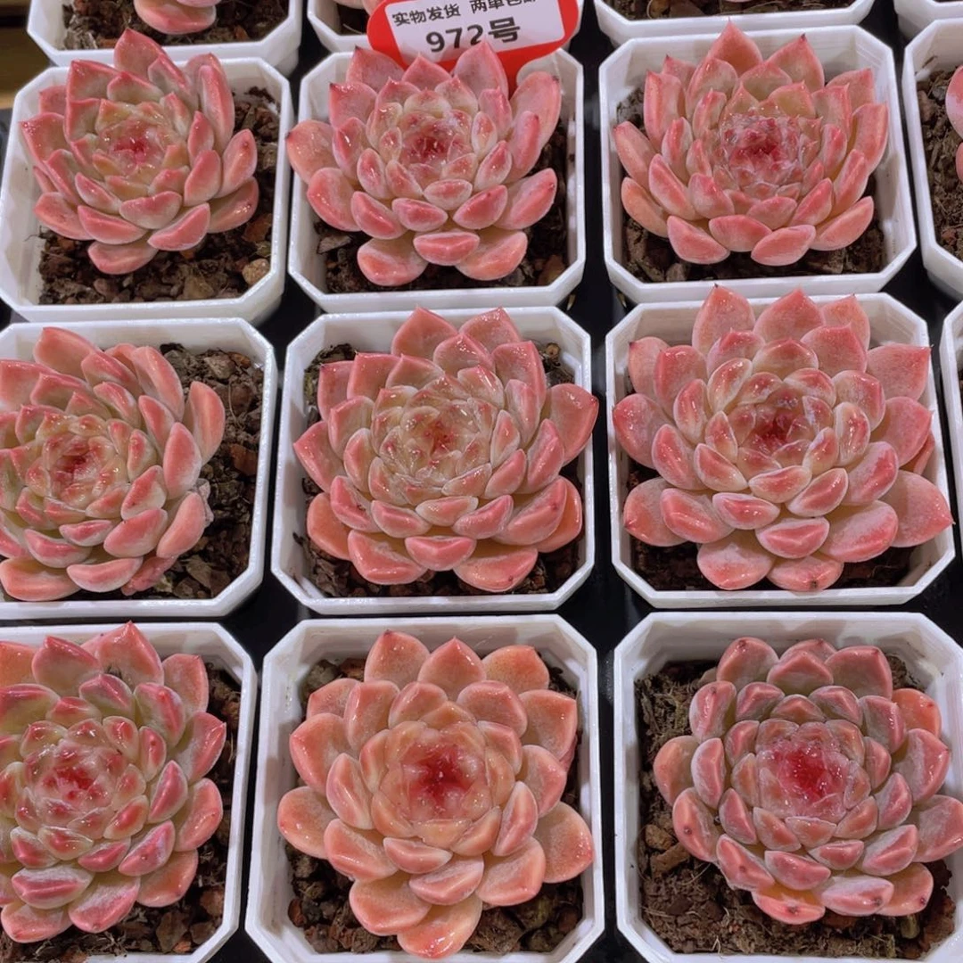 972号 樱花钻石粉冰魄单头一个