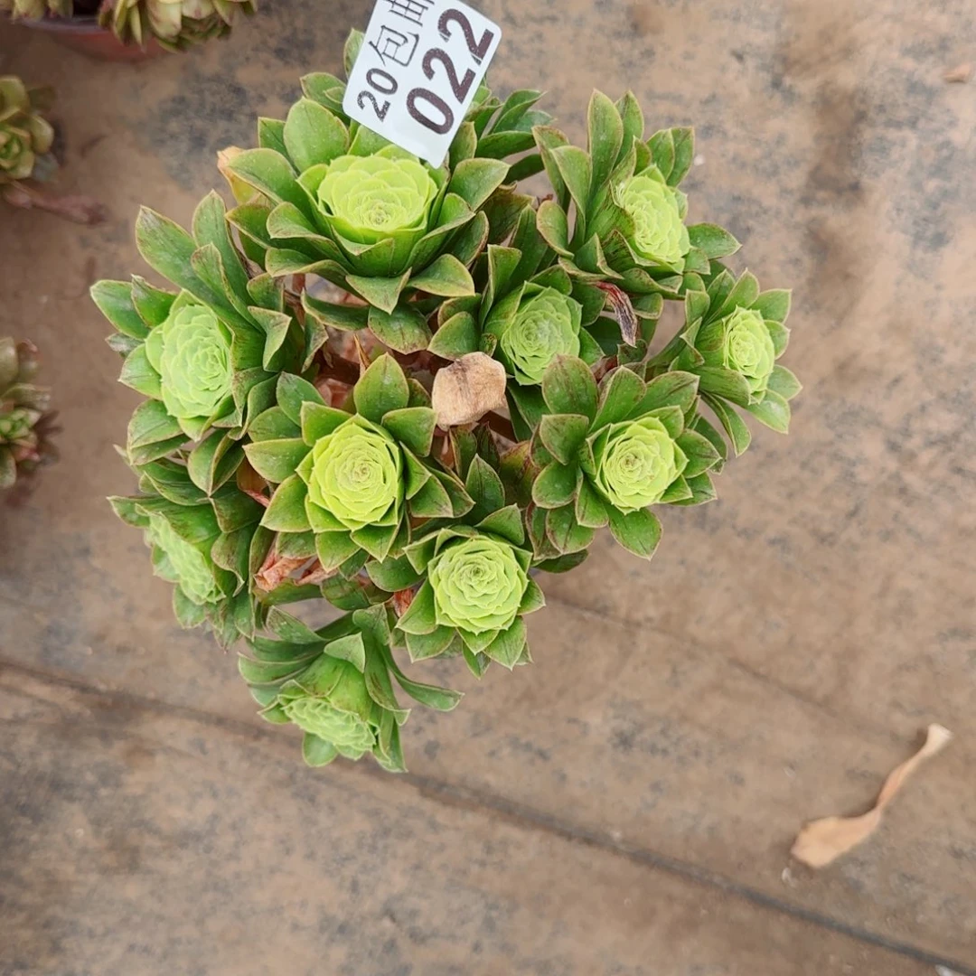 蓝色妖姬多肉022满20包邮断枝不包