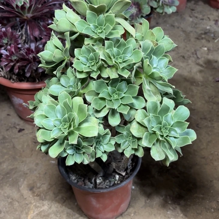 多肉植物法师香馥49