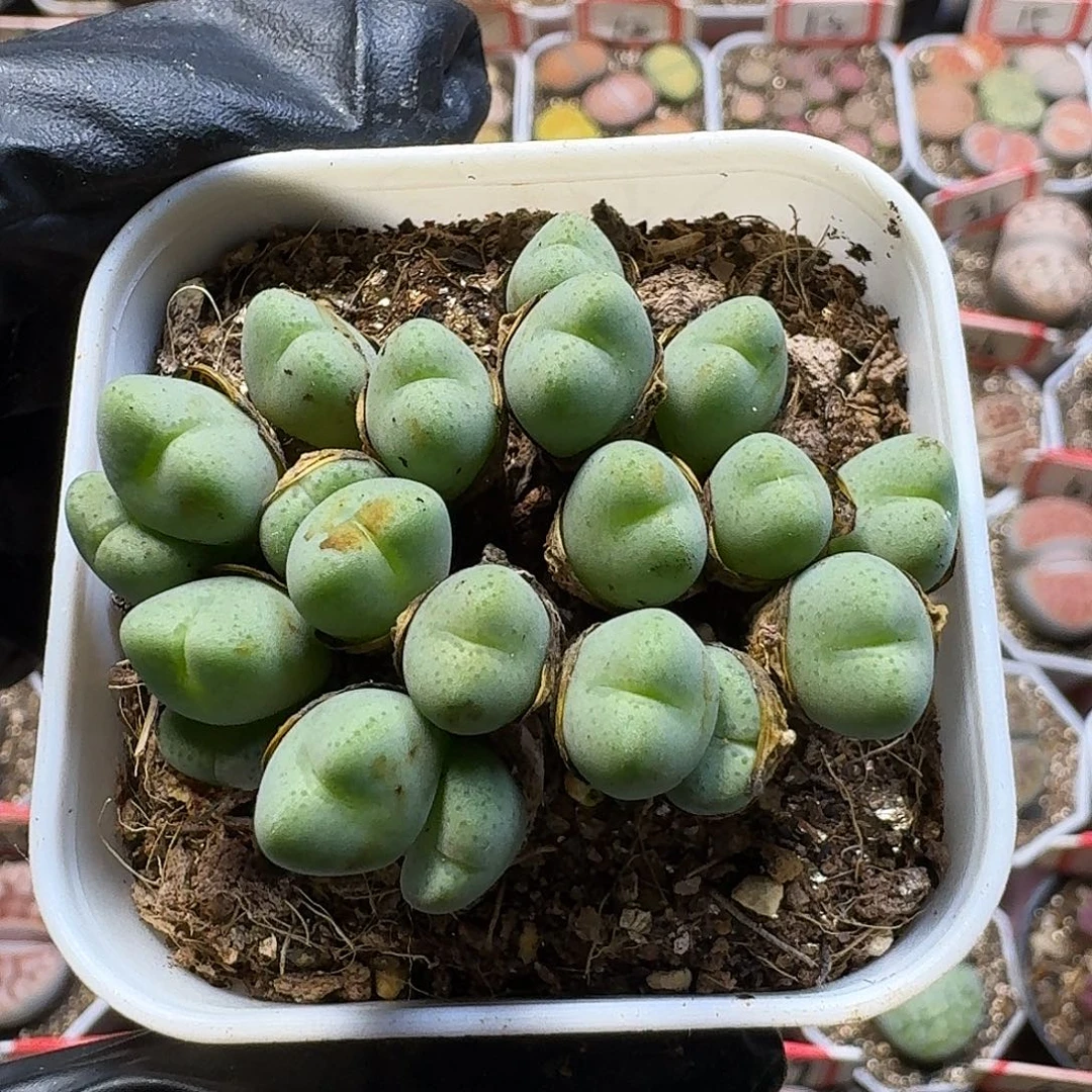生石花1111111。  169