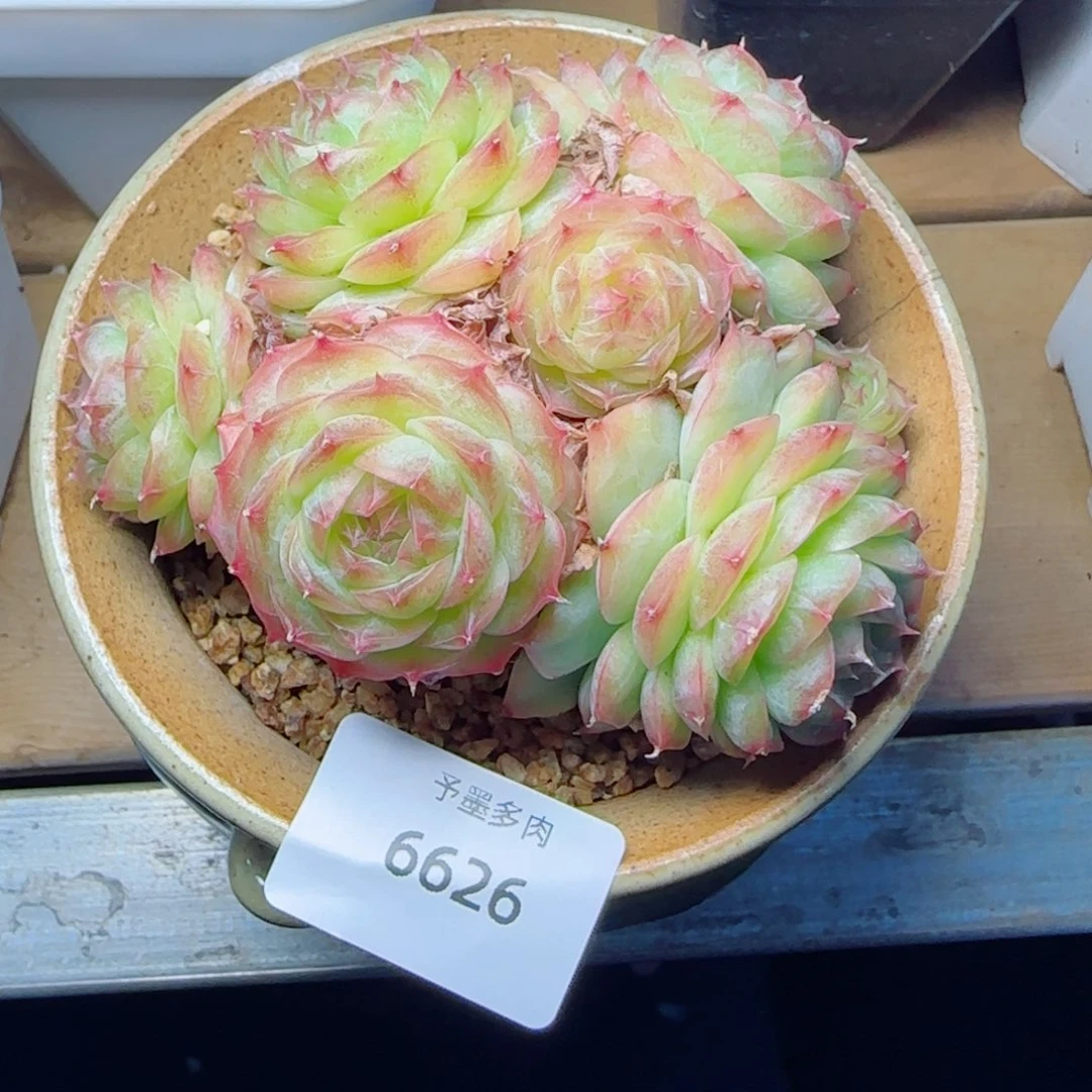 蔷薇珍妮群，6626多肉植物