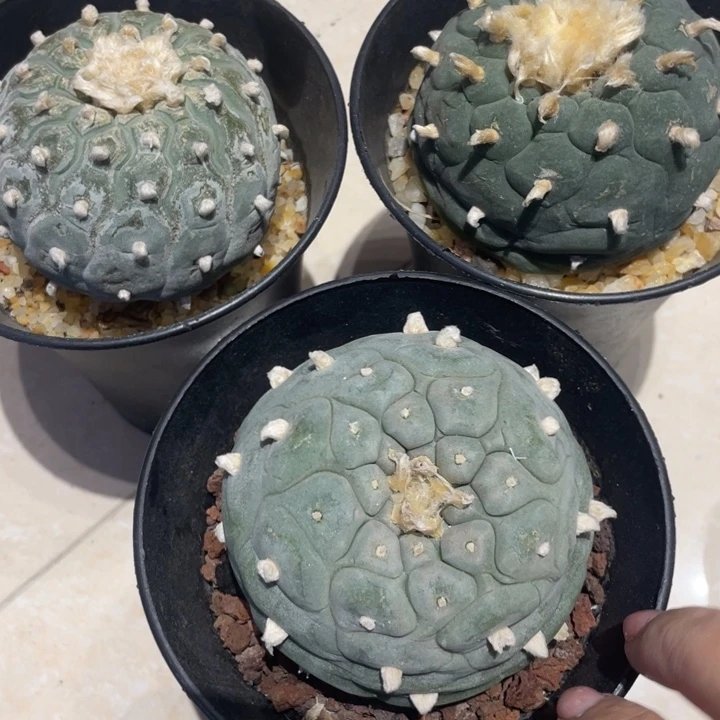 实生三颗无刺仙人球