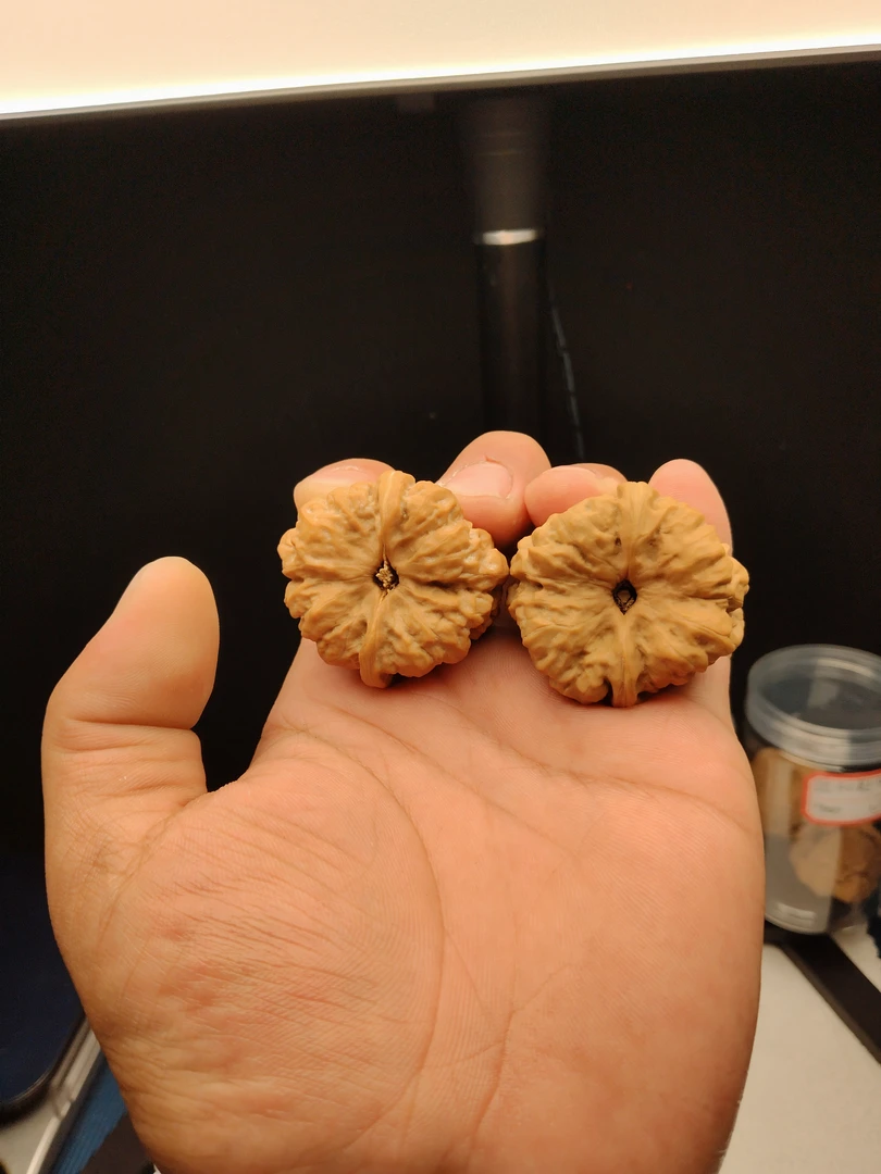 金蟾文玩核桃蛤蟆头