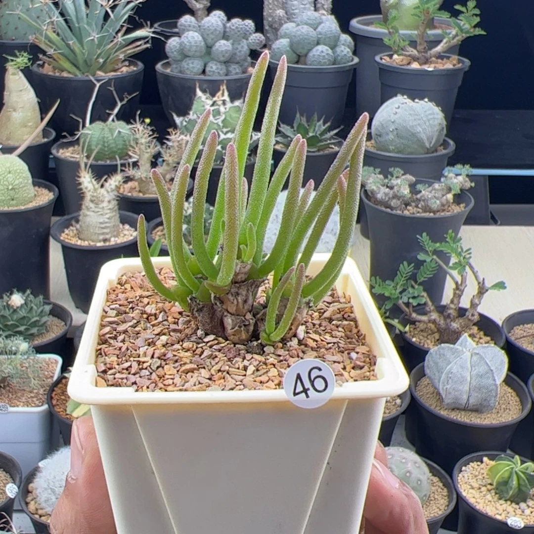 碧光环小兔子一物一拍