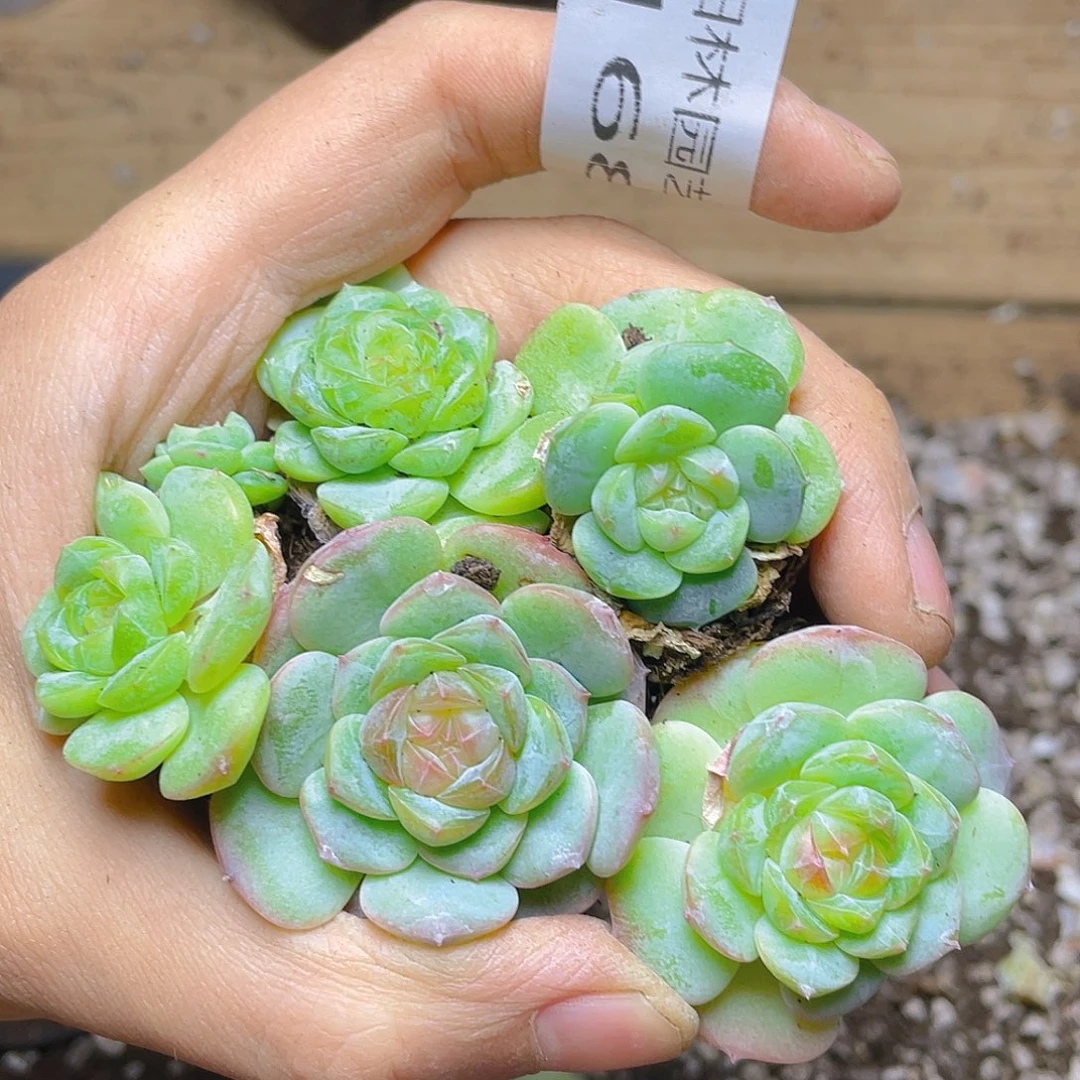 多肉植物多肉植物168