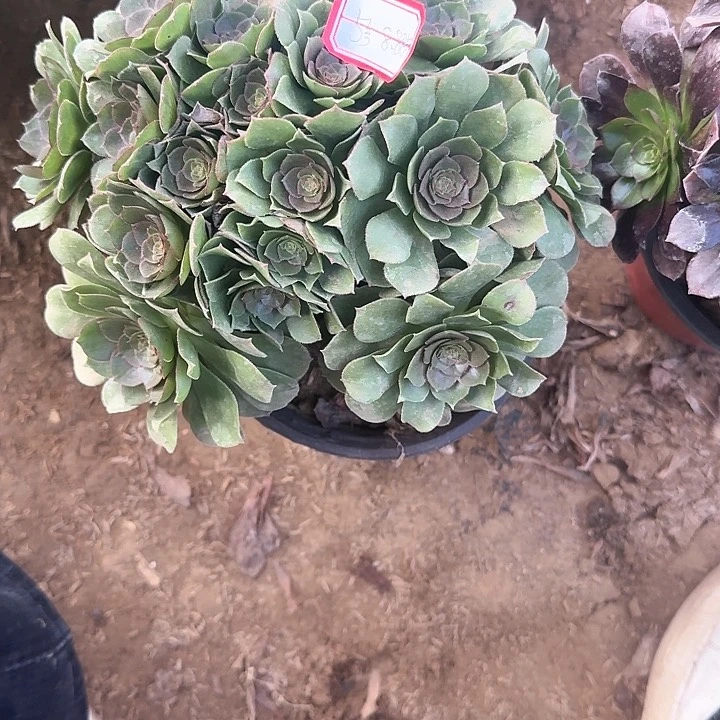 多肉植物万圣节5号8.88元