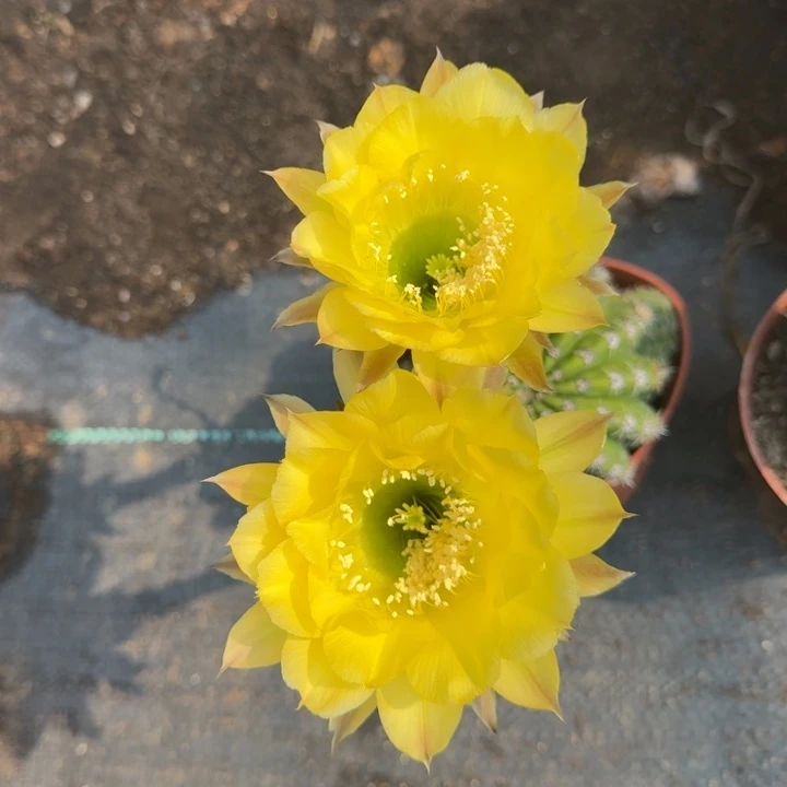 彩草仙人球仙人掌609