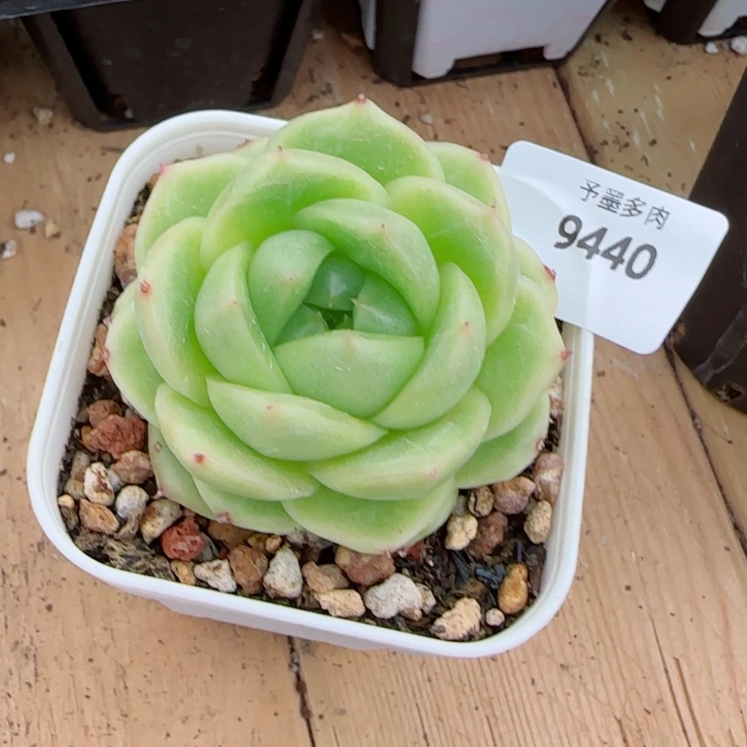 碧海珍妮，9440多肉植物