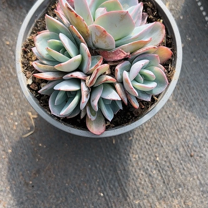 【闪购商品】茂**6布鲁蓝裙