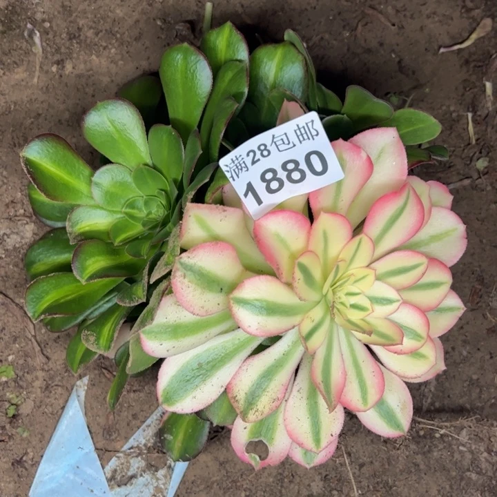 1880法师多肉植物