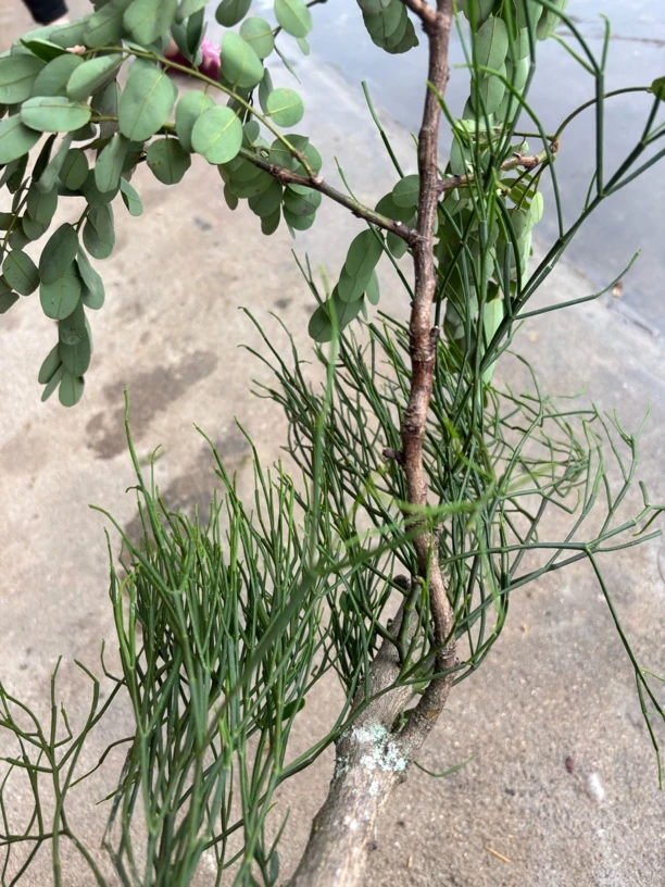 江西赣南野生：黄檀树寄生