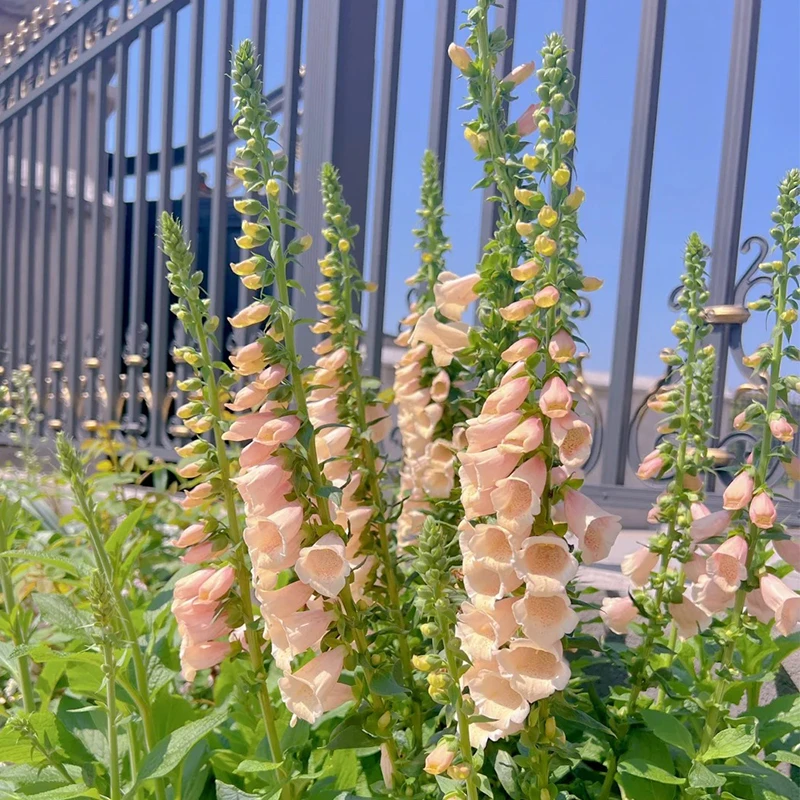 毛地黄盆栽花小蜂花园花镜线性绿植