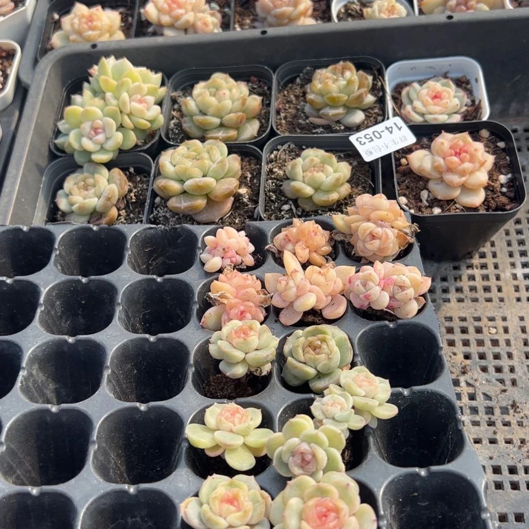 小卡拉米糖心一物一拍14-53